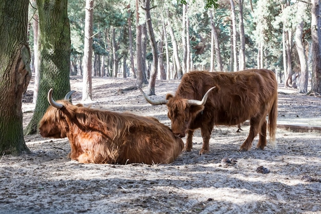 Photo un highlander écossais