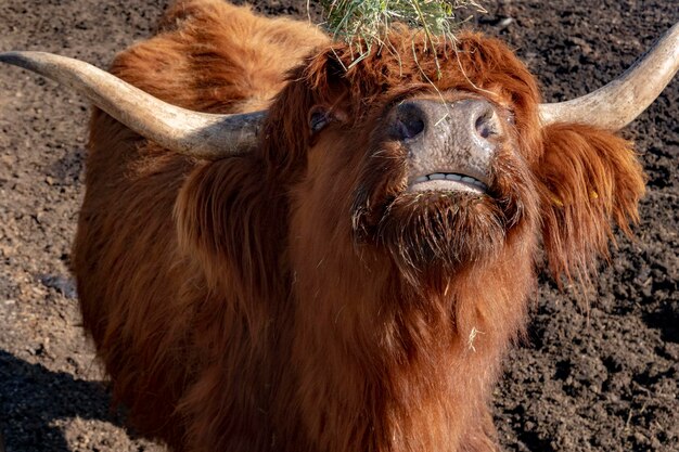 Highlander ecosse vache poilue nez gelé