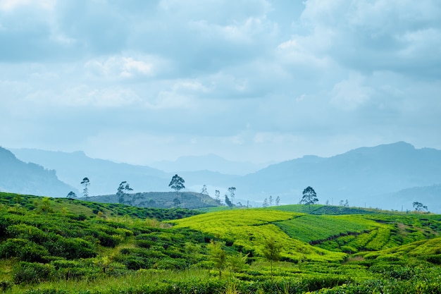 Hill Tea Plantation en temps nuageux panoramique.