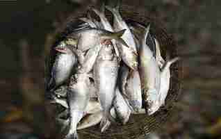 Photo hilsa poisson dans le panier photo