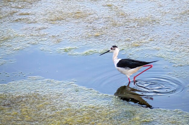 Photo himantopus himantopus dans les salines d'aveiros au portugal