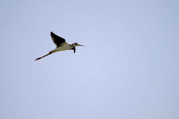 Himantopus Himantopus - Le manivelle commun, oiseau caadriforme de la famille des Recurvirostridés.