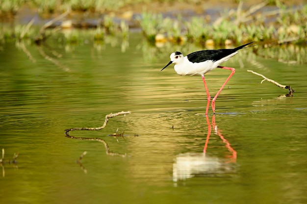 Himantopus Himantopus - Le manivelle commun, oiseau caadriforme de la famille des Recurvirostridés.