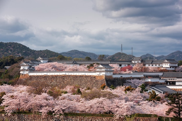 Himeji Japon au château de Himeji au printemps