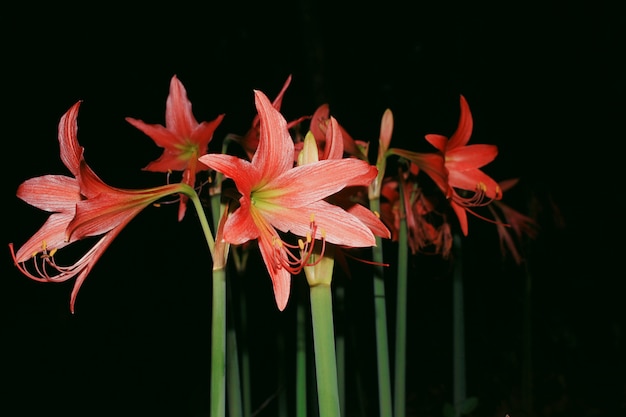 Hippeastrum johnsonii Bury. Sur un fond noir