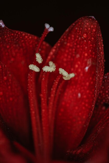 Hippeastrum rouge sur fond noir Concept de santé des femmes Saint Valentin Fleur écarlate de l'amour Macro gros plan photo de gouttes sur les pétales Une référence à la tendresse et à la gentillesse