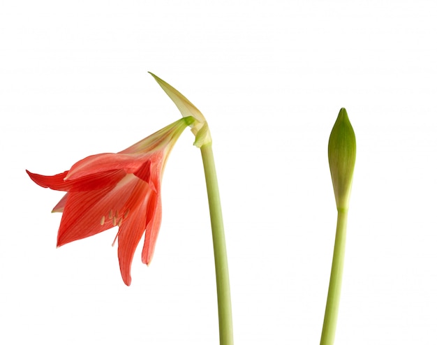 Hippeastrum striatum fleur fleur rouge