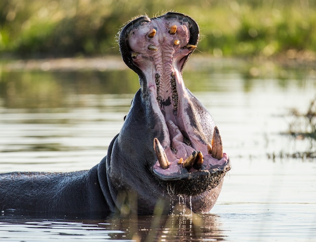 Hippo est assis dans l'eau, ouvrant la bouche et bâillant