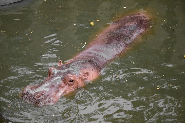 Hippo flottant dans l'eau.