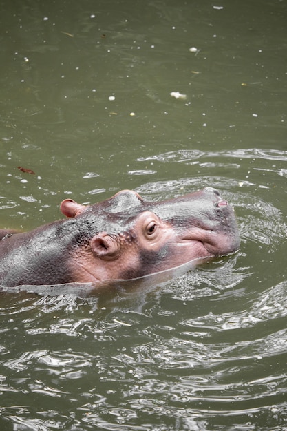 Hippo flottant dans l'eau.