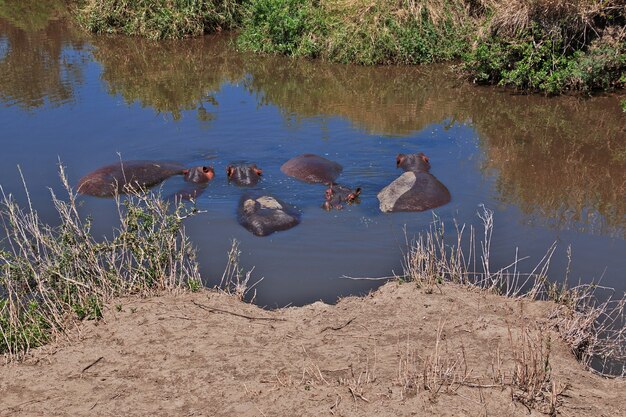 Hippo, Hippopotame en safari au Kenya et en Tanzanie, Afrique