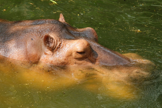 Hippo nage dans l&#39;eau