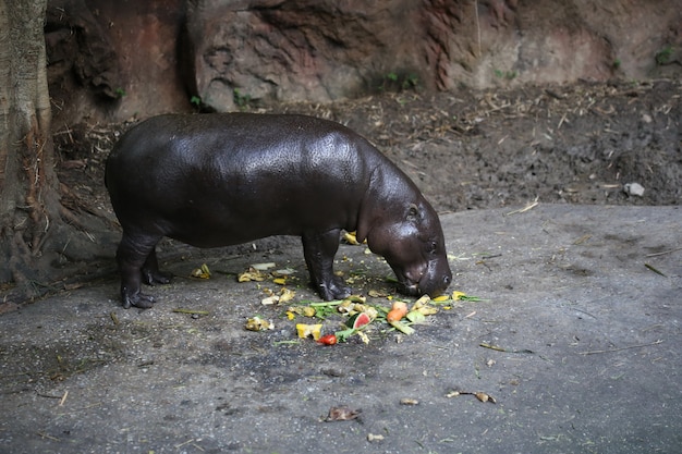 Hippo pygmée