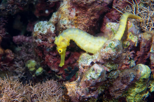 Un hippocampe femelle kuda jaune aux Philippines