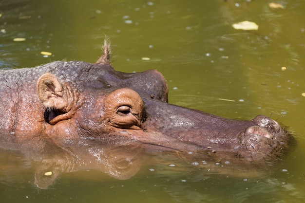 Hippopotame au repos dans l'eau