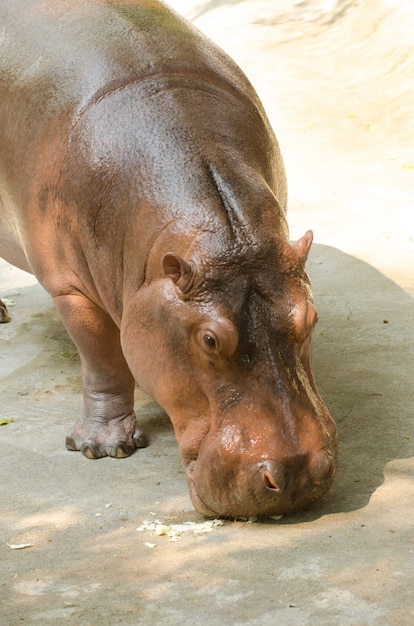 hippopotame au zoo