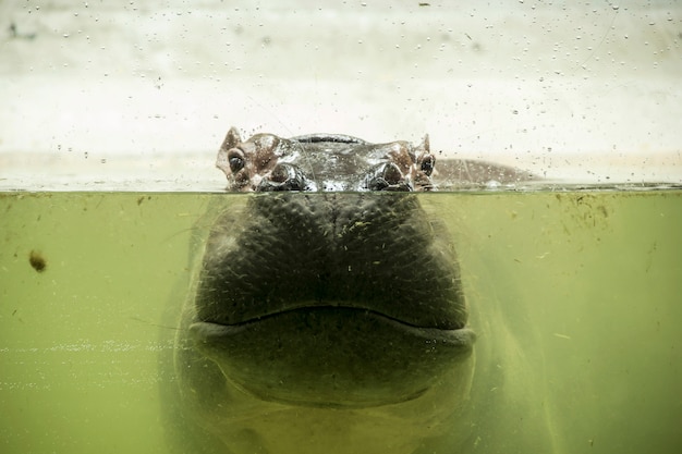 Hippopotame Baigné De Rivière Et Sourit Sous L'eau.