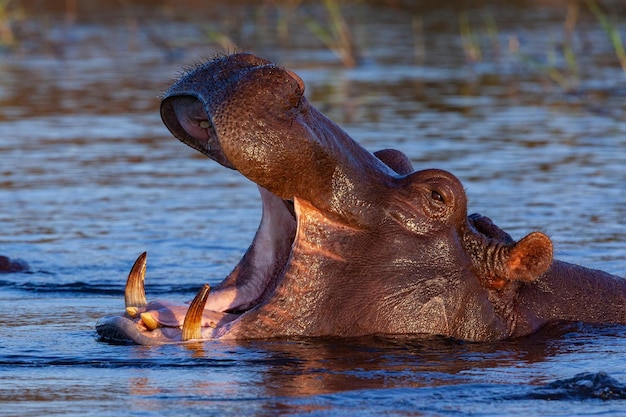 Hippopotame Botswana