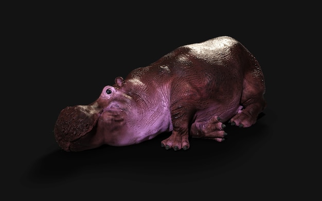 L'hippopotame commun (Hippopotamus amphibius) posant isoler sur fond sombre avec chemin de détourage.