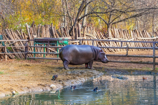 Hippopotame commun ou Hippopotamus amphibius