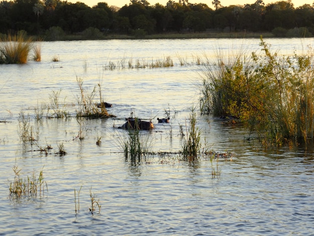 L'hippopotame à la croisière sur le fleuve Zambèze, Zimbabwe