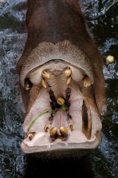 Hippopotame Dans L'eau Avec Les Papillons Ouverts