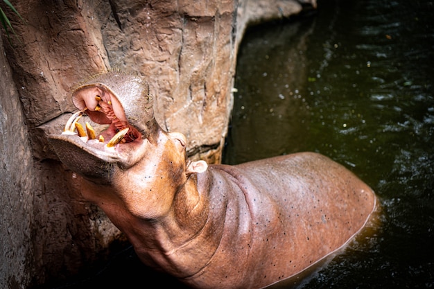 Hippopotame dans l'eau