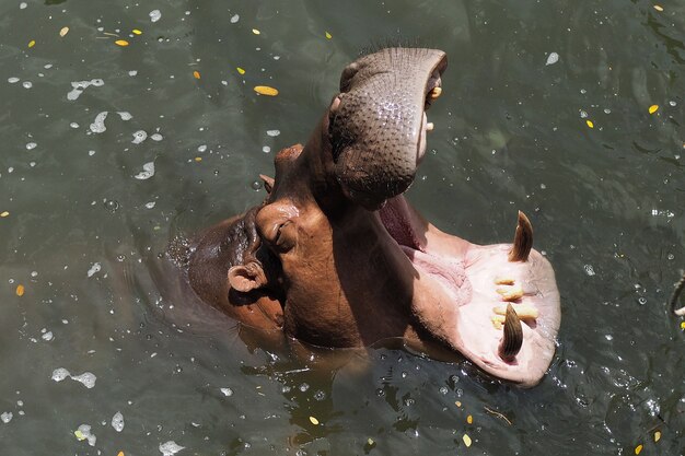 Photo hippopotame dans l'eau