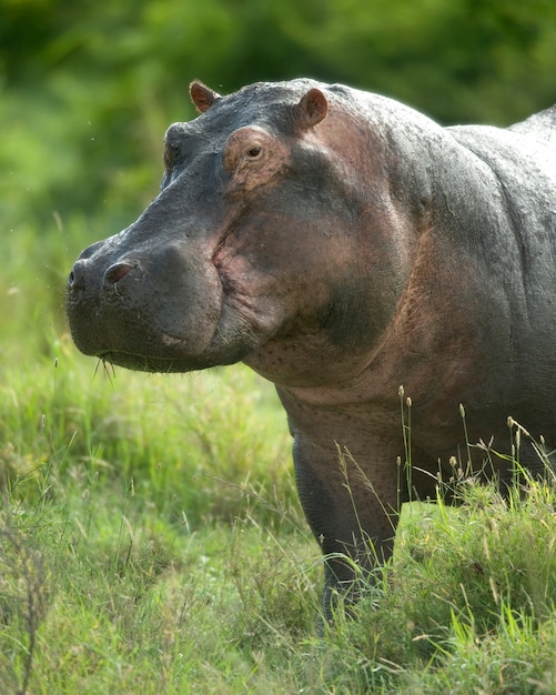 Hippopotame dans la réserve du Serengeti