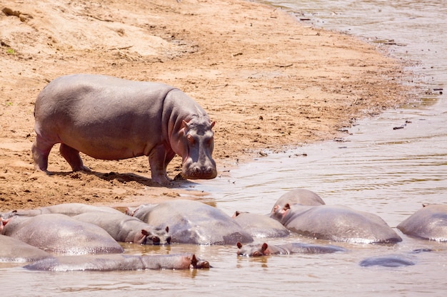Hippopotame dans la rivière Masai au parc national de Masai Mara au Kenya.