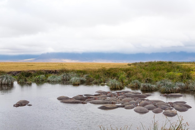 Hippopotame sur l'eau du cratère du Ngorongoro en Tanzanie