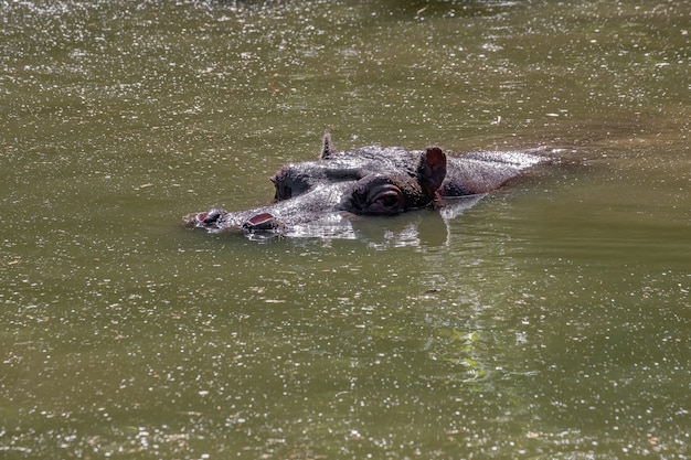 Hippopotame de l'espèce Hippopotamus amphibius dans l'eau