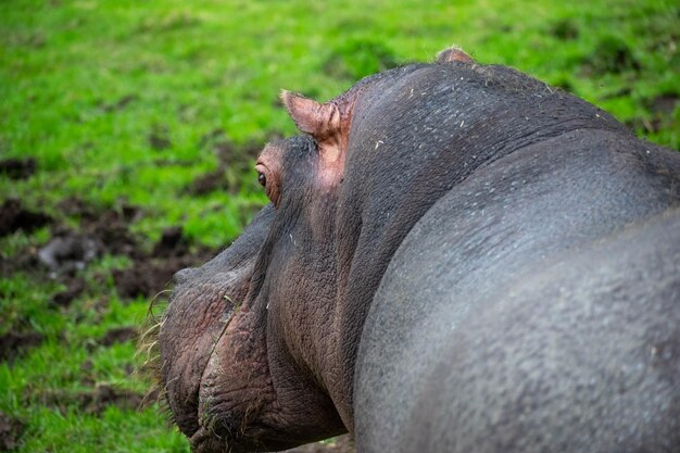 Un hippopotame est vu dans l'herbe.