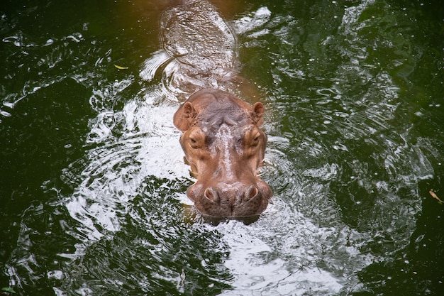 Hippopotame à l&#39;état sauvage