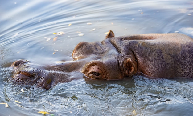 hippopotame nage dans le lac libre