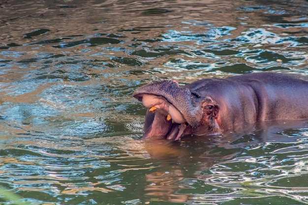 Photo hippopotame nageant dans l'eau