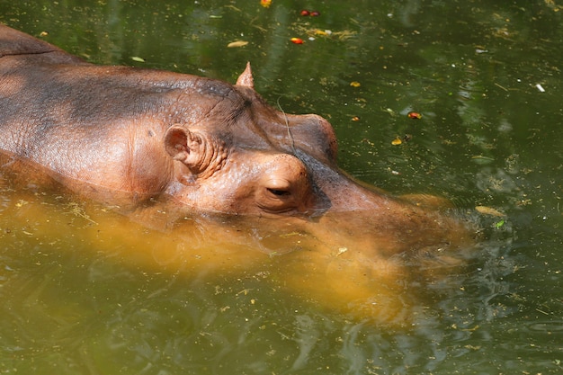 L'hippopotame reste dans la rivière