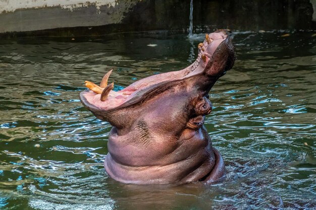 L'hippopotame s'ouvre largement dans l'exposition du zoo