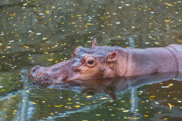 Hippopotame