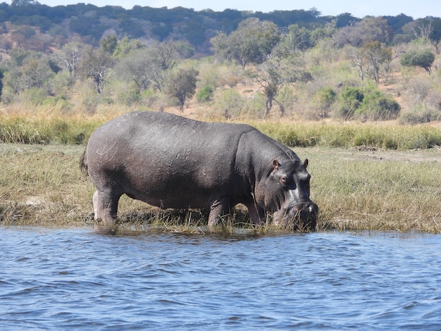 Hippopotame