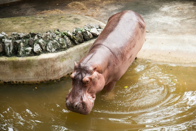 Hippopotame