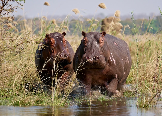 Hippopotames dans le bas Zambèze