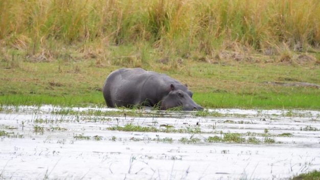 Hippopotames dans l'eau du delta de l'okavango