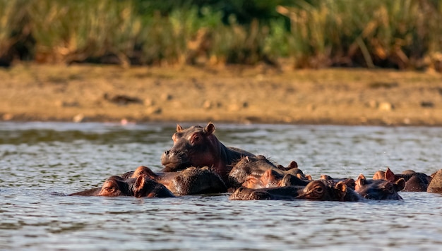 Hippopotames et famille Naivasha. Kenya, Afrique