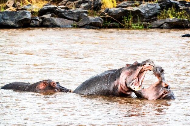 Hippopotames jouant avec la bouche grande ouverte