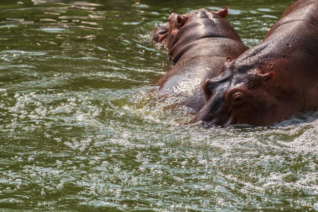 Les hippopotames sont parmi les plus grands mammifères terrestres vivants.