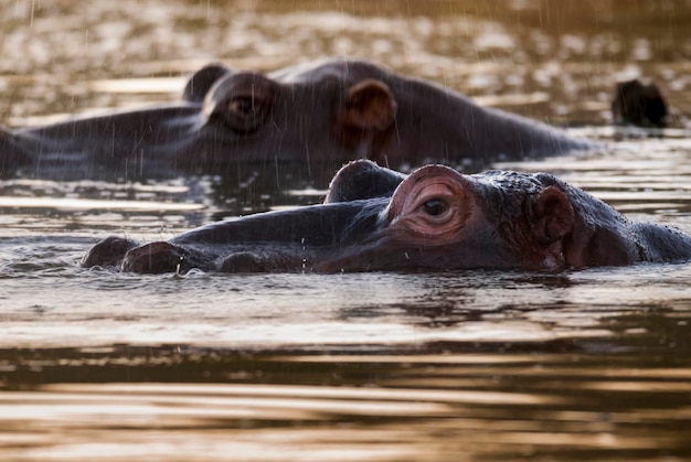 HIPPOPOTAMUS AMPHIBIUS Afrique du Sud