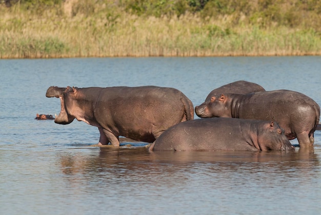 HIPPOPOTAMUS AMPHIBIUS dans le point d'eau du parc national Kruger en Afrique du Sud