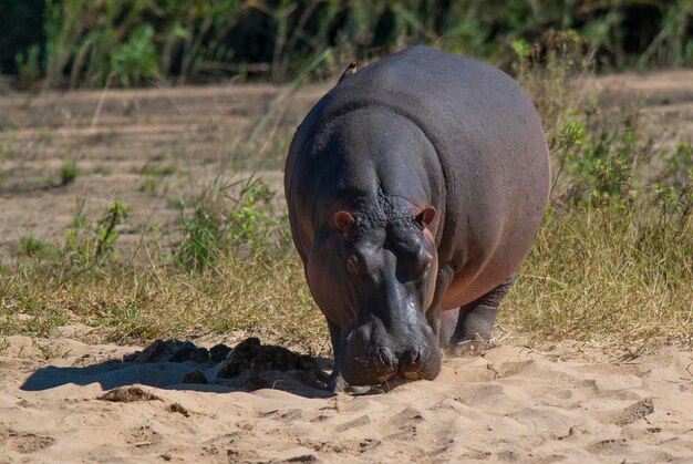 Photo hippopotamus amphibius dans le point d'eau du parc national kruger en afrique du sud