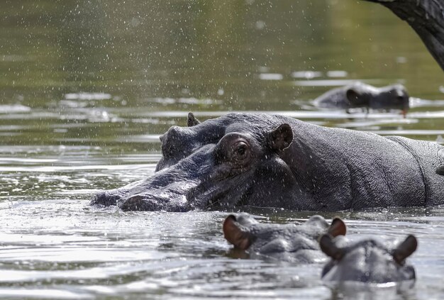 HIPPOPOTAMUS AMPHIBIUS dans le point d'eau du parc national Kruger en Afrique du Sud